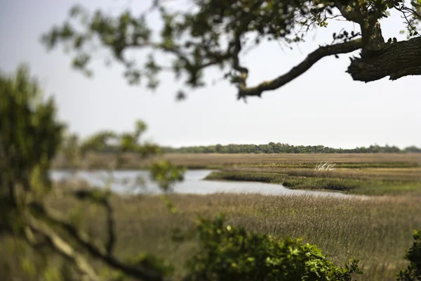 Wetland marsh coastal landscape.