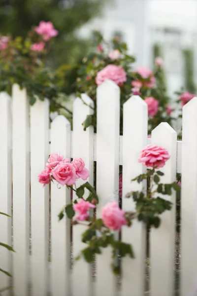 Rose bush over white picket fence.
