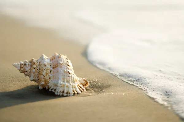 Shell on beach.