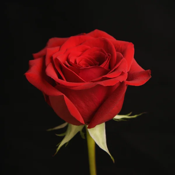 Red rose on black.