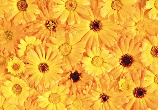 Yellow daisy-gerbera as background and pattern