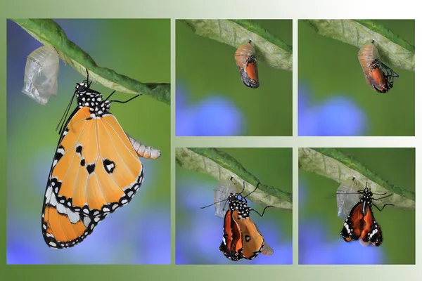 Butterfly change form chrysalis amazing moment