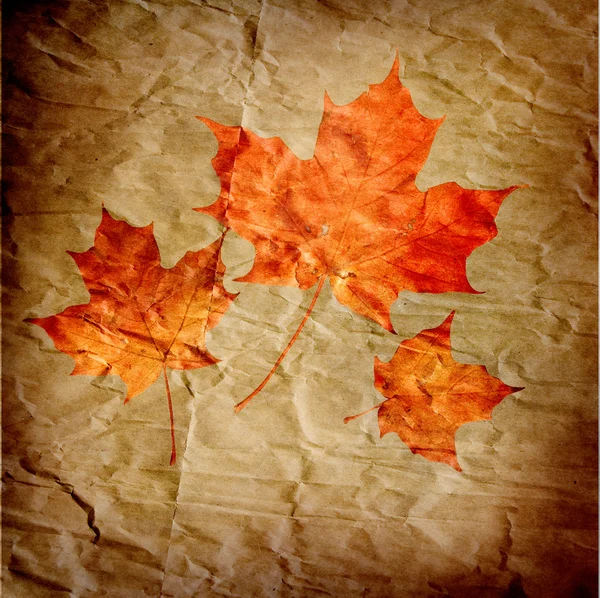 Grunge still-life autumn, red maple leaves