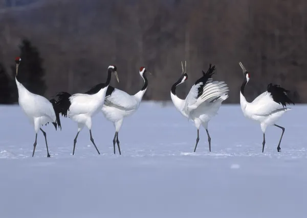 Japanese crane sing