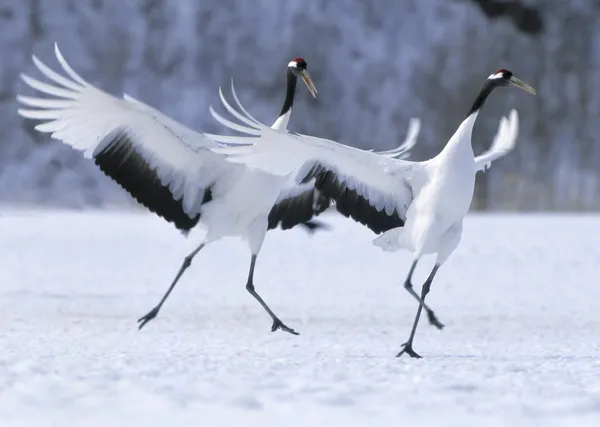 Japanese crane courtship dance