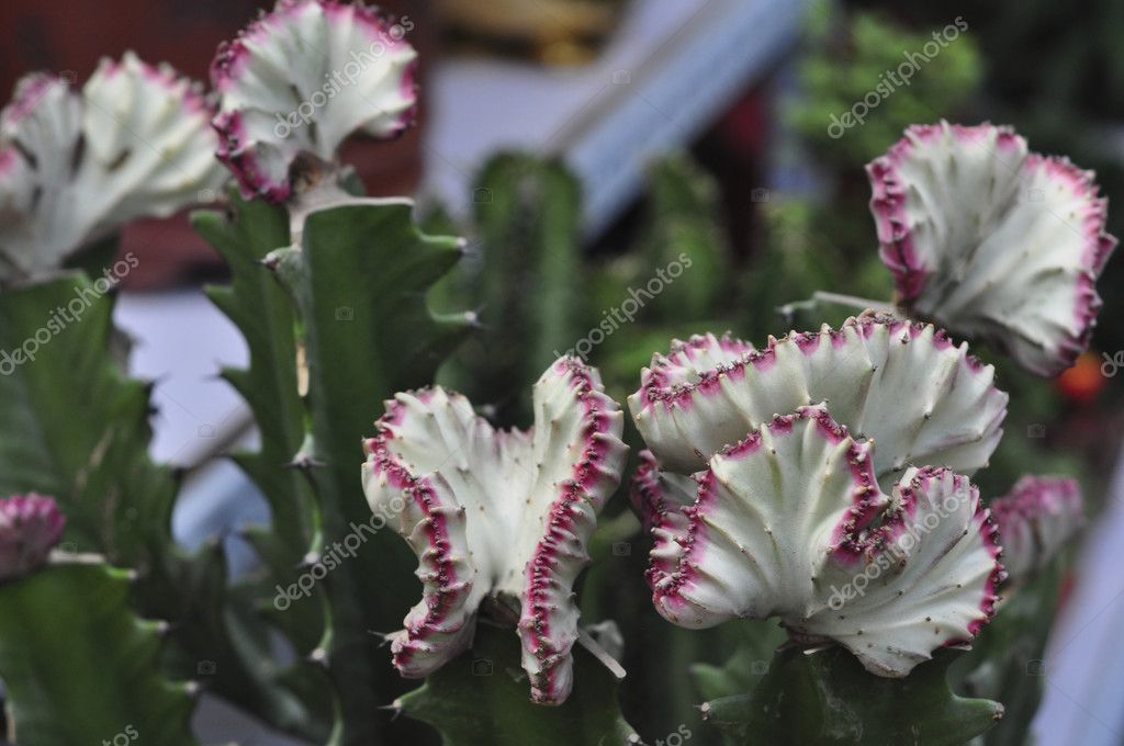 Cactus Mini Garden