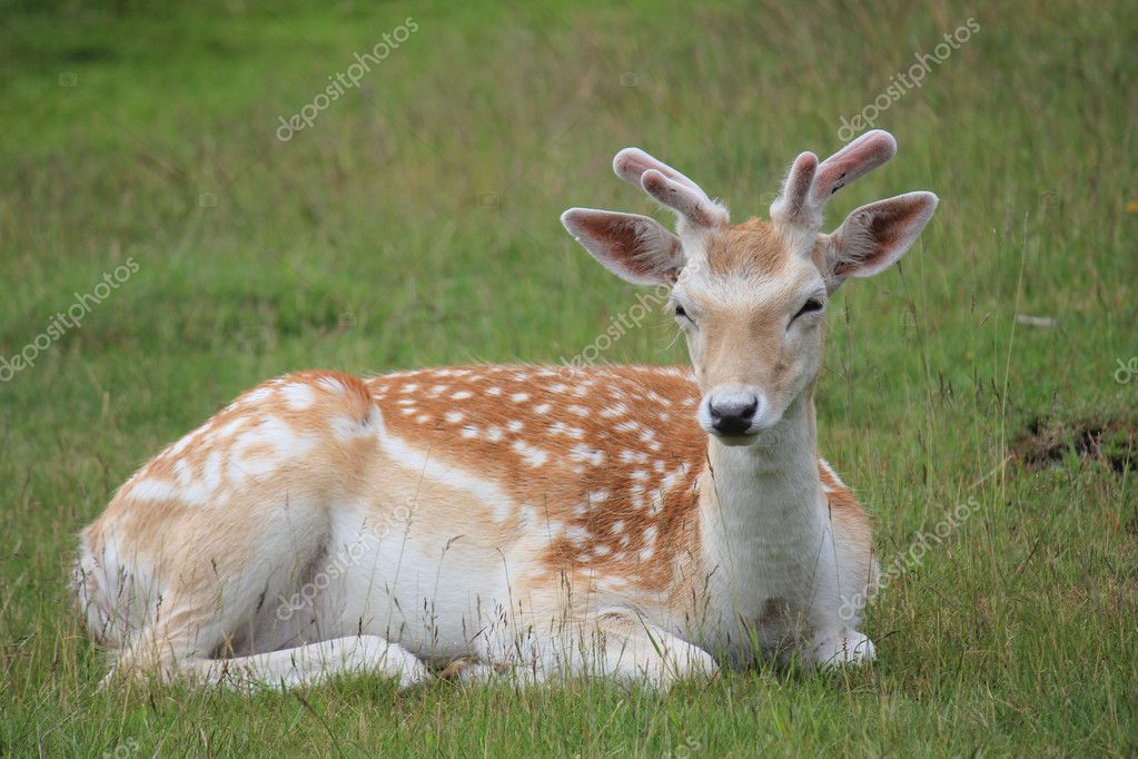 Spotted Deer — Stock Photo © Joymaulik #8835496