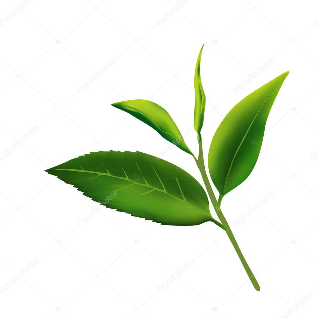 vector tea leaves