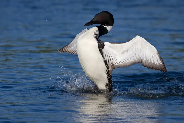 Common loon spreads his wings