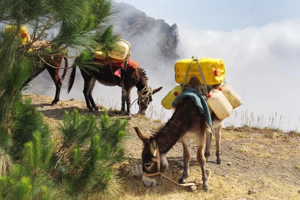 Donkeys carrying water in Cape Verde