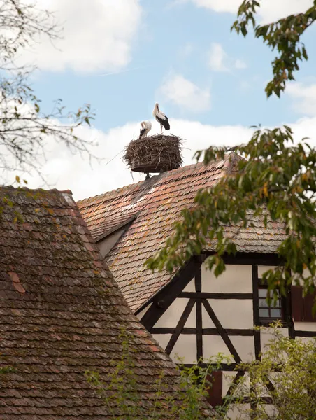 Stork nest on Alsace farmhouse