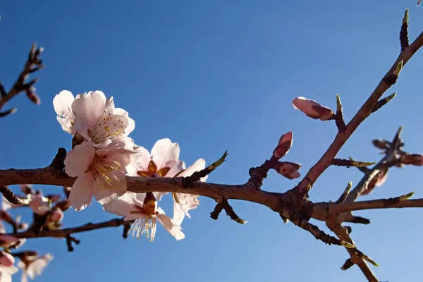 Almond tree - Branch with flowers