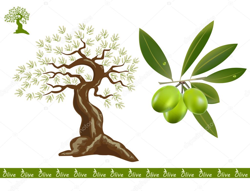Olive tree, green olive — Stock Vector © oxygendesign021 10490679