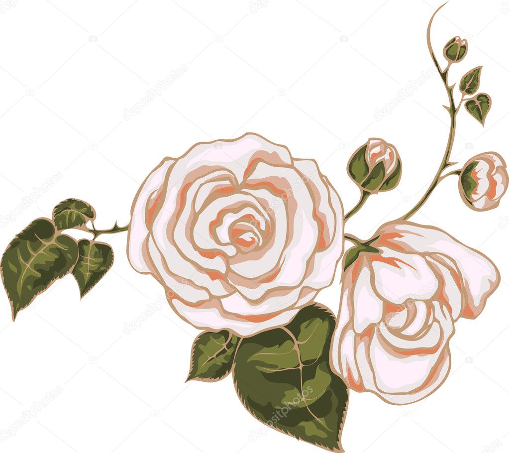 Pink Rose Vector