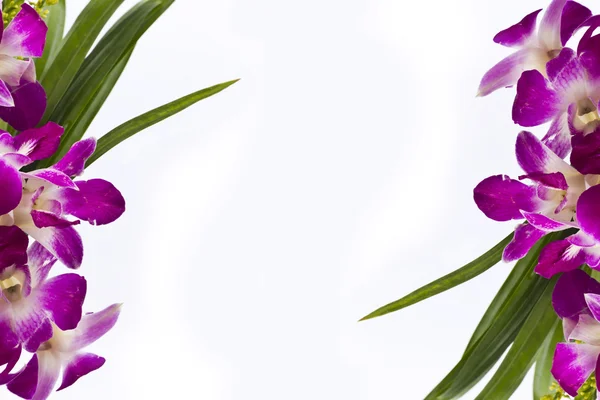 Purple orchid frame border isolated on white background.