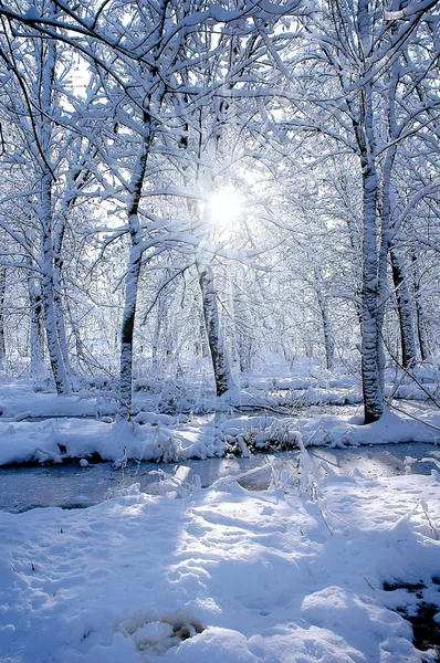 Sun in the winter forest