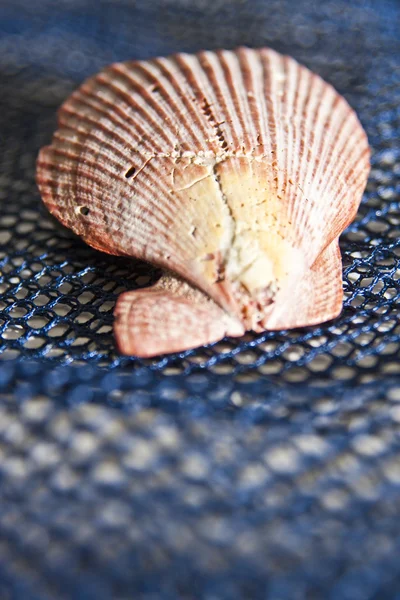 Fan-Shaped Seashell