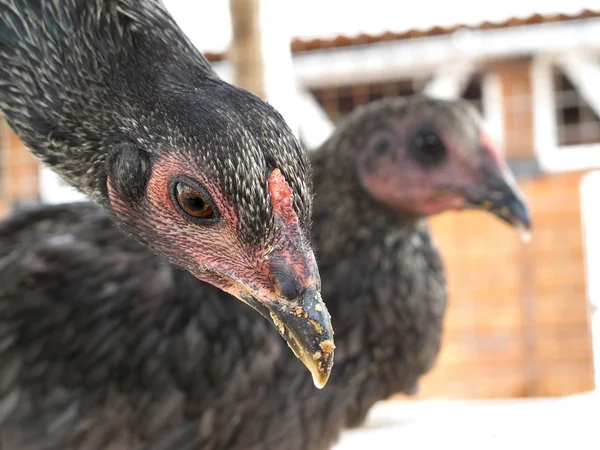Black chicken in a poultry farm
