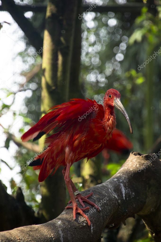 The Scarlet Ibis the Story for Essays