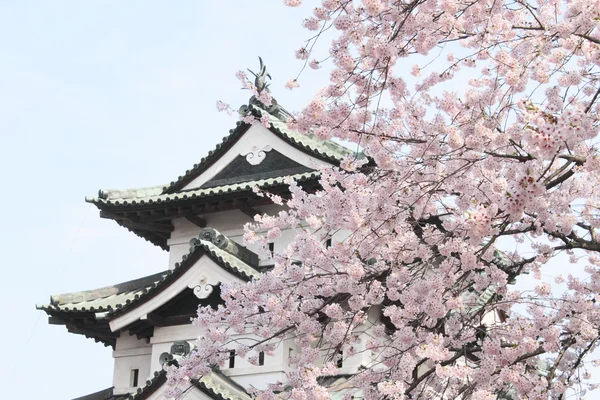 Full bloomed cherry blossoms — Stock Photo #9366028