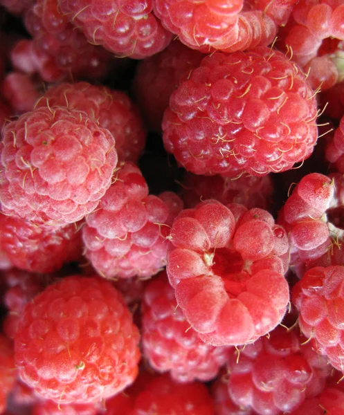 Red raspberry — Stock Photo #8914500