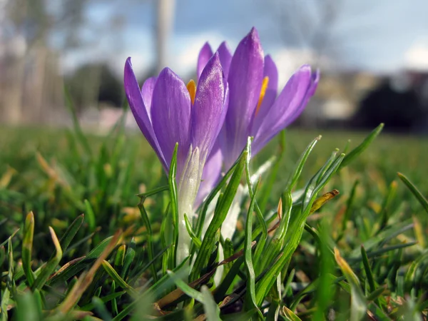 Two blossoming crocuses in a grass — Stock Photo #9709903