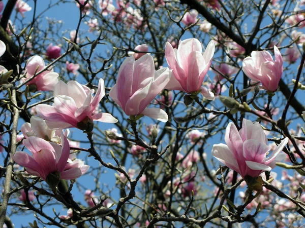 Spring Blossoming Magnolia tree — Stock Photo #9767577