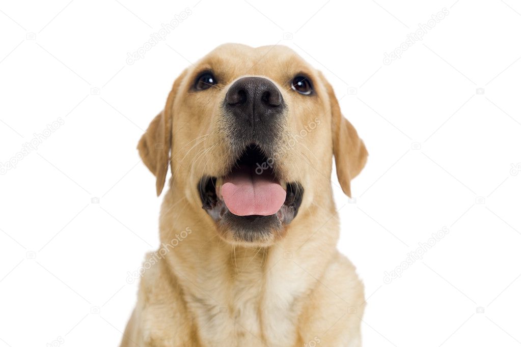 bullmastiff x golden retriever siberian bull mastiff images bullmastiff x golden retriever siberian bull mastiff images