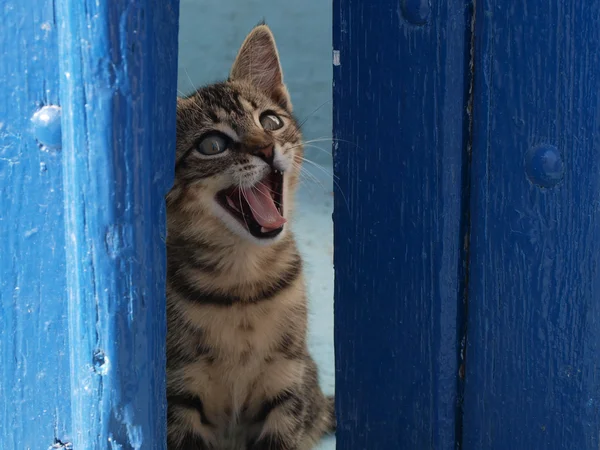 Lovely Cat yawns behind blue door