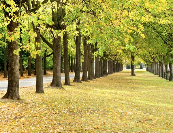 Autumn trees line in a park