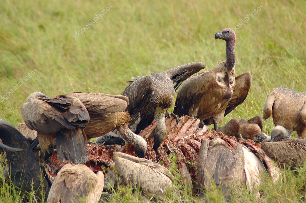 depositphotos_9437348-Vultures-eating-a-buffalo-carcass-on-African-plains.jpg