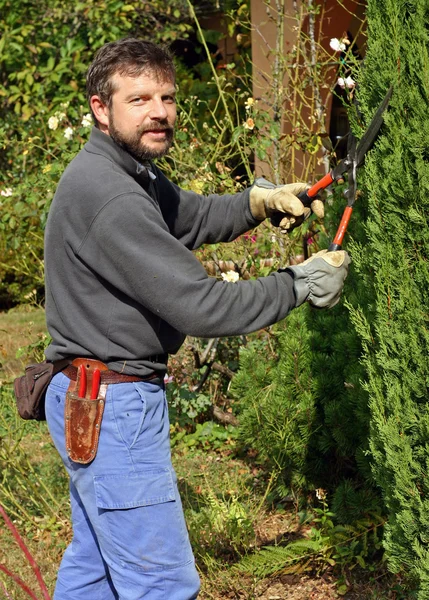 Young man trimming a bush