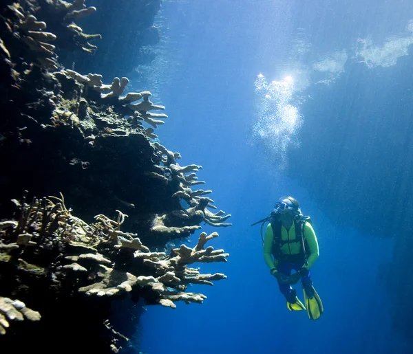 Scuba Diver looking at Coral