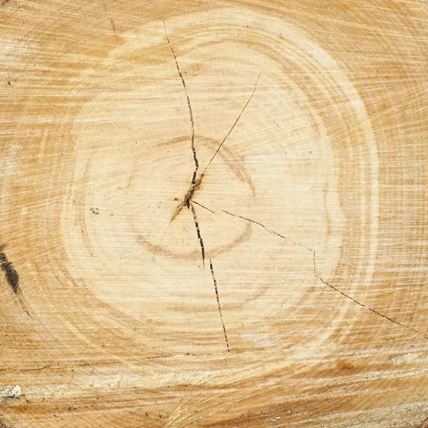 Brown circular cross section of split tree trunk