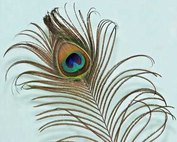Peacock feather on a light background.