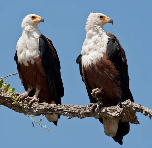 Couple of fish eagles sitting on a tree.