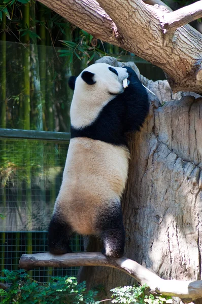 Climbing cute panda