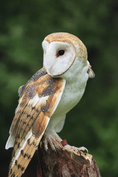 barn owl — Stock Photo #10499605