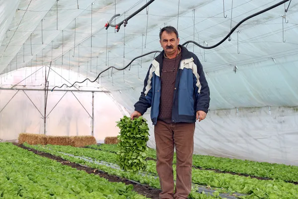 Organic Farmer in Greenhouse