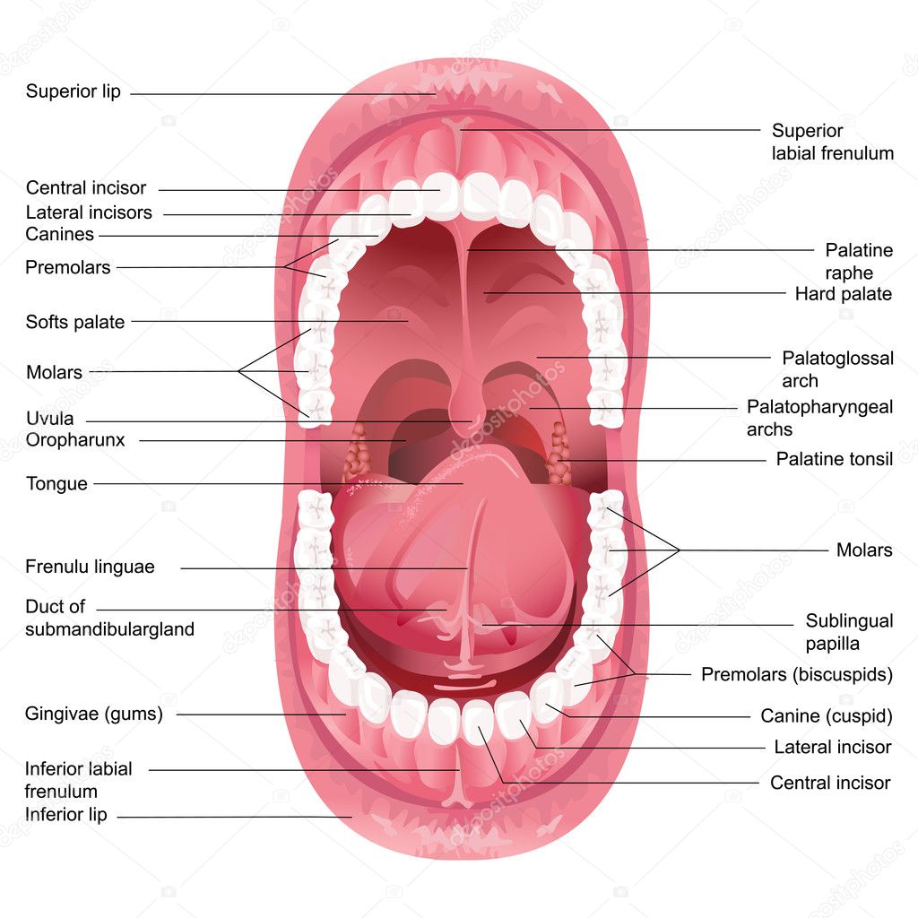 Mouth Anatomy — Stock Vector © stockshoppe #9978281