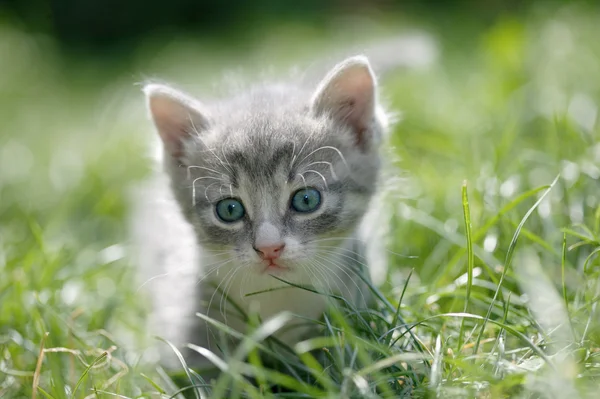 Little cat in a green grass