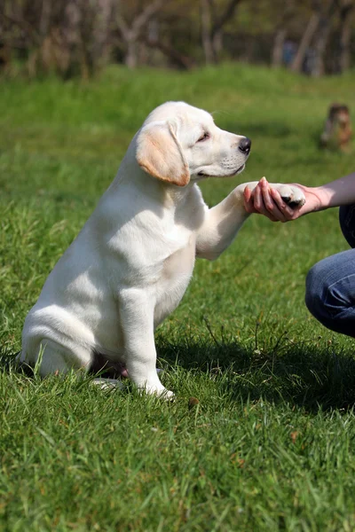 Labrador puppy giving paw to girl\'s hand