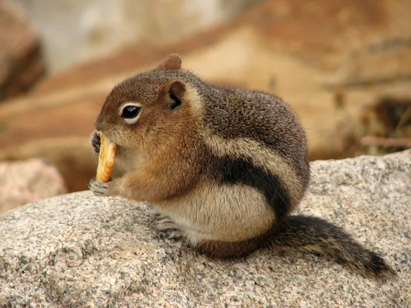 Squirrel in Rocky Mountains National Park - United States of America