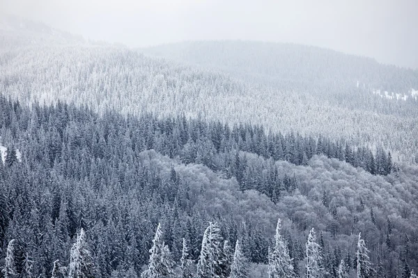 Winter mountain woods