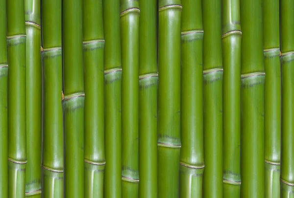 Green background of fresh hard chinese bamboo