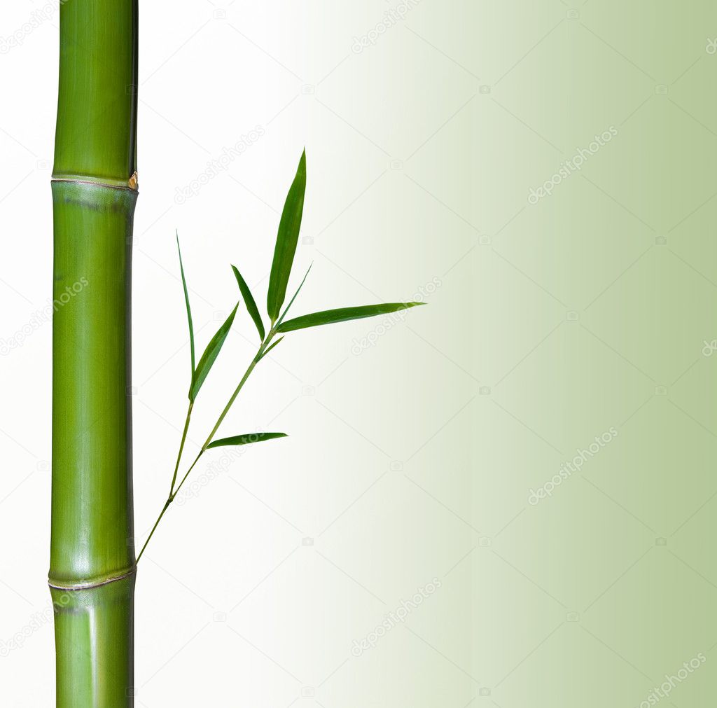 Bamboo White Background