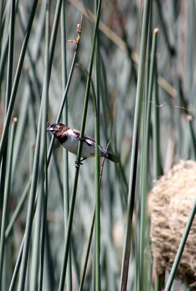 Parent Bird In the Reeds