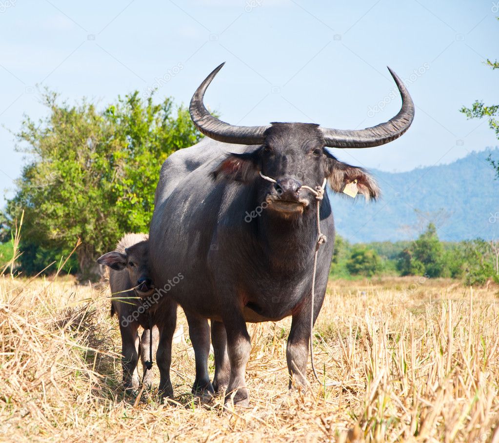 Asian Buffalo