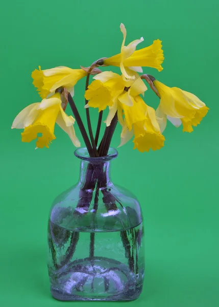 Narcissus pseudonarcissus (daffodil)