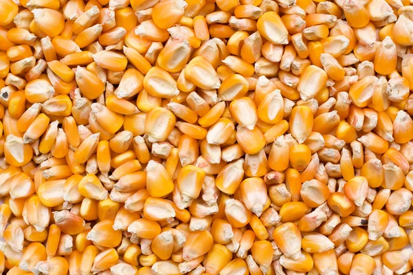 Corn seeds texture
